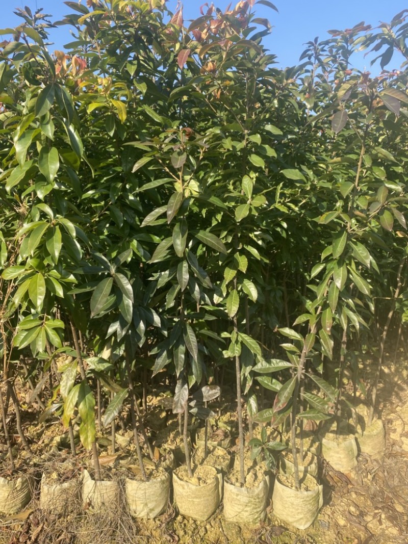 2公分木荷容器苗，无纺布12*14袋，3斤杯