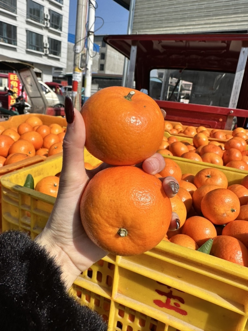 《10年牛商老店》广西沃柑，外贸出口对接国内国外果面干净