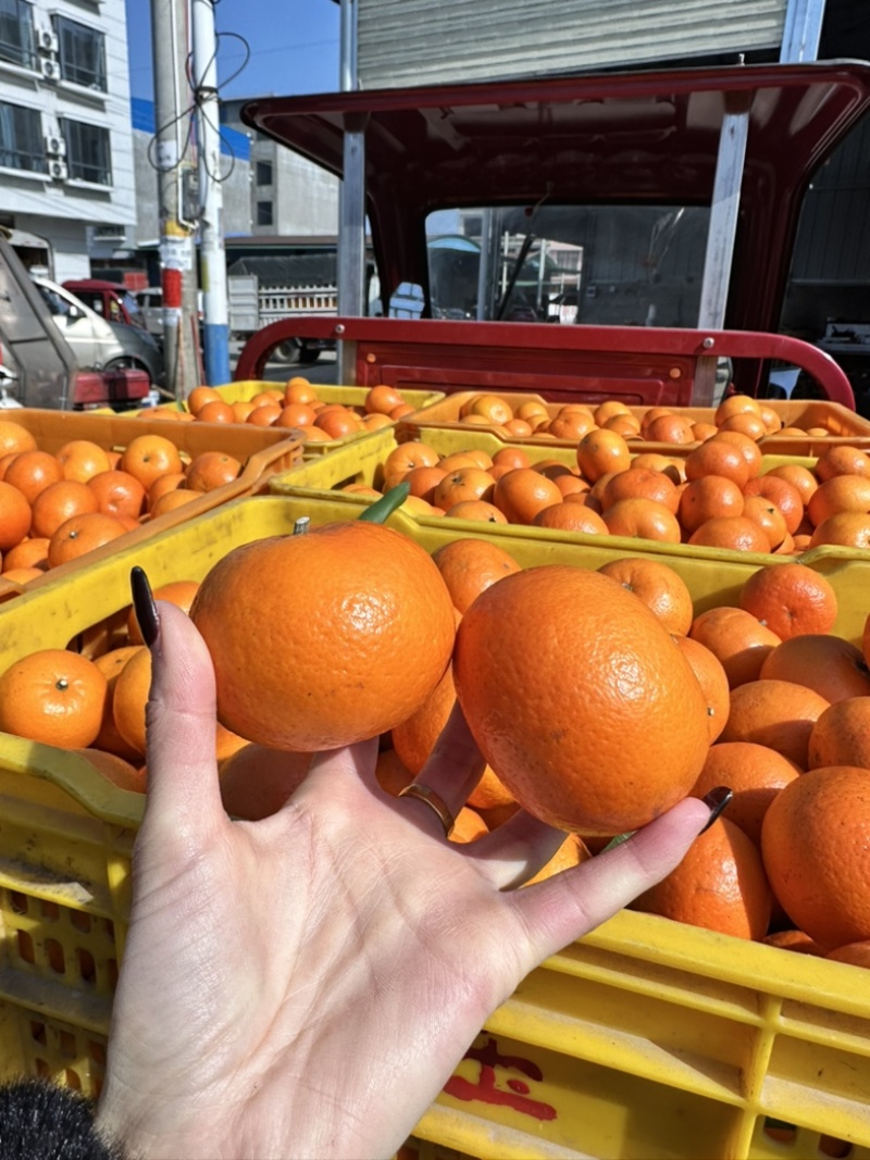 《10年牛商老店》广西沃柑，外贸出口对接国内国外果面干净