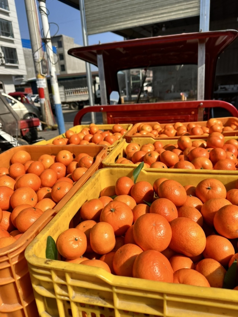 《10年牛商老店》广西沃柑，外贸出口对接国内国外果面干净