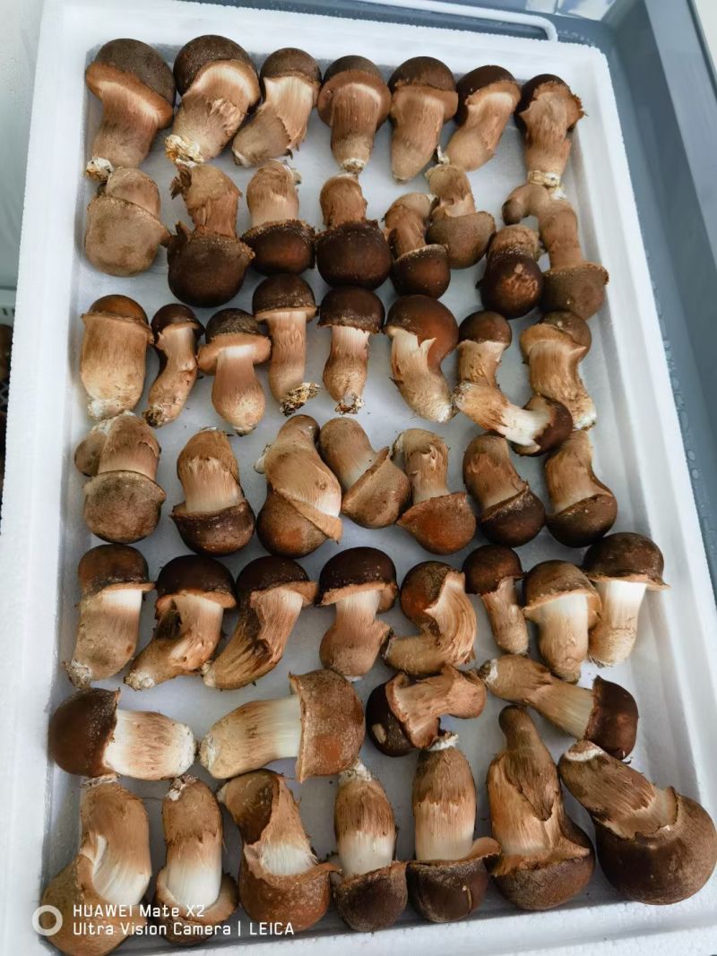 松茸生态松茸