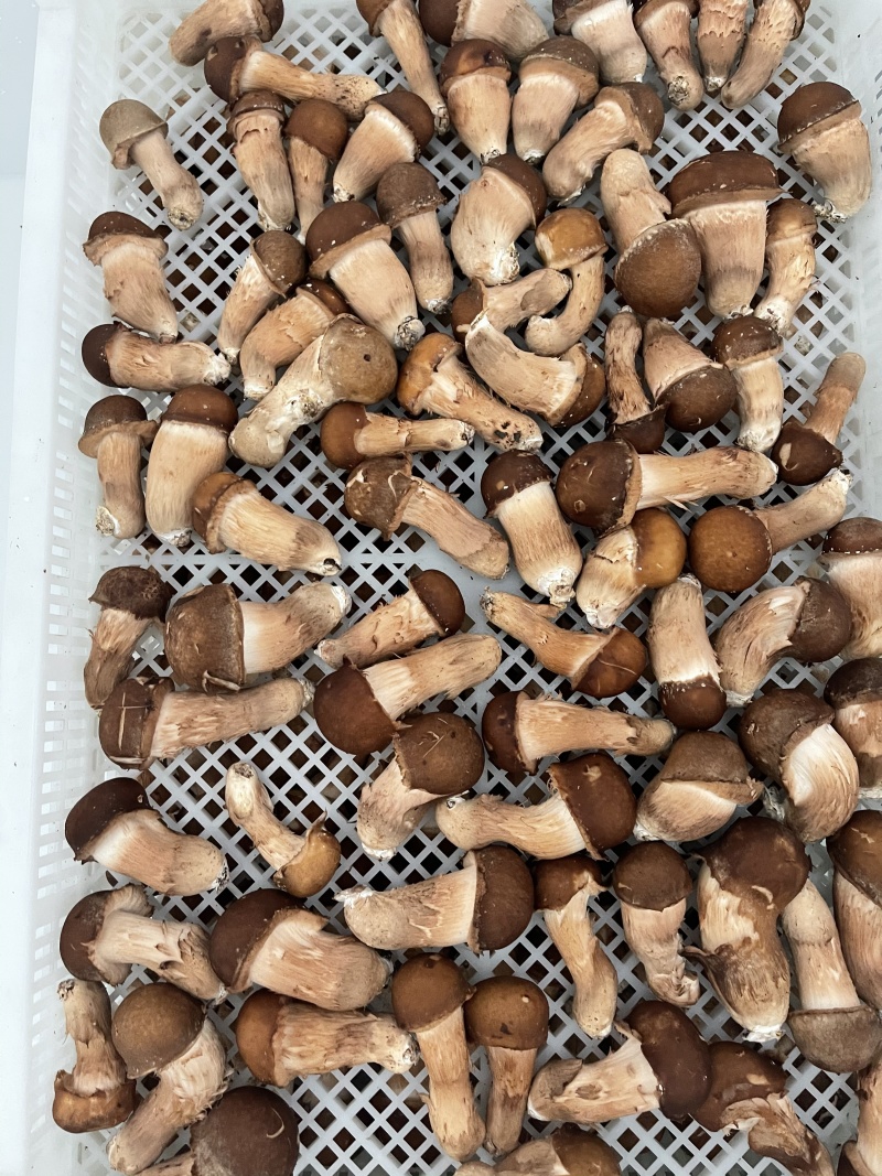 松茸生态松茸