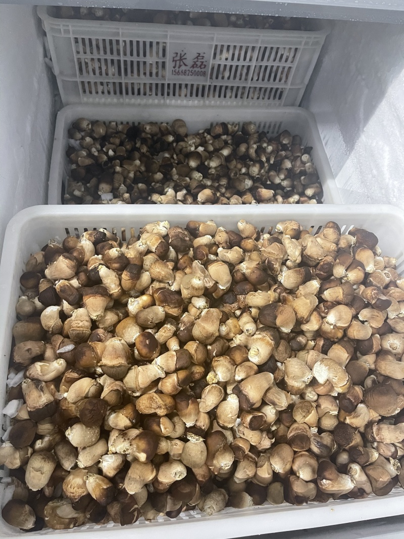 松茸生态松茸
