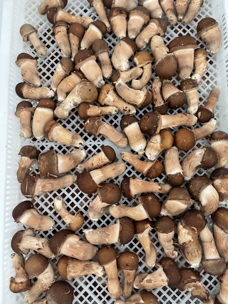 松茸生态松茸
