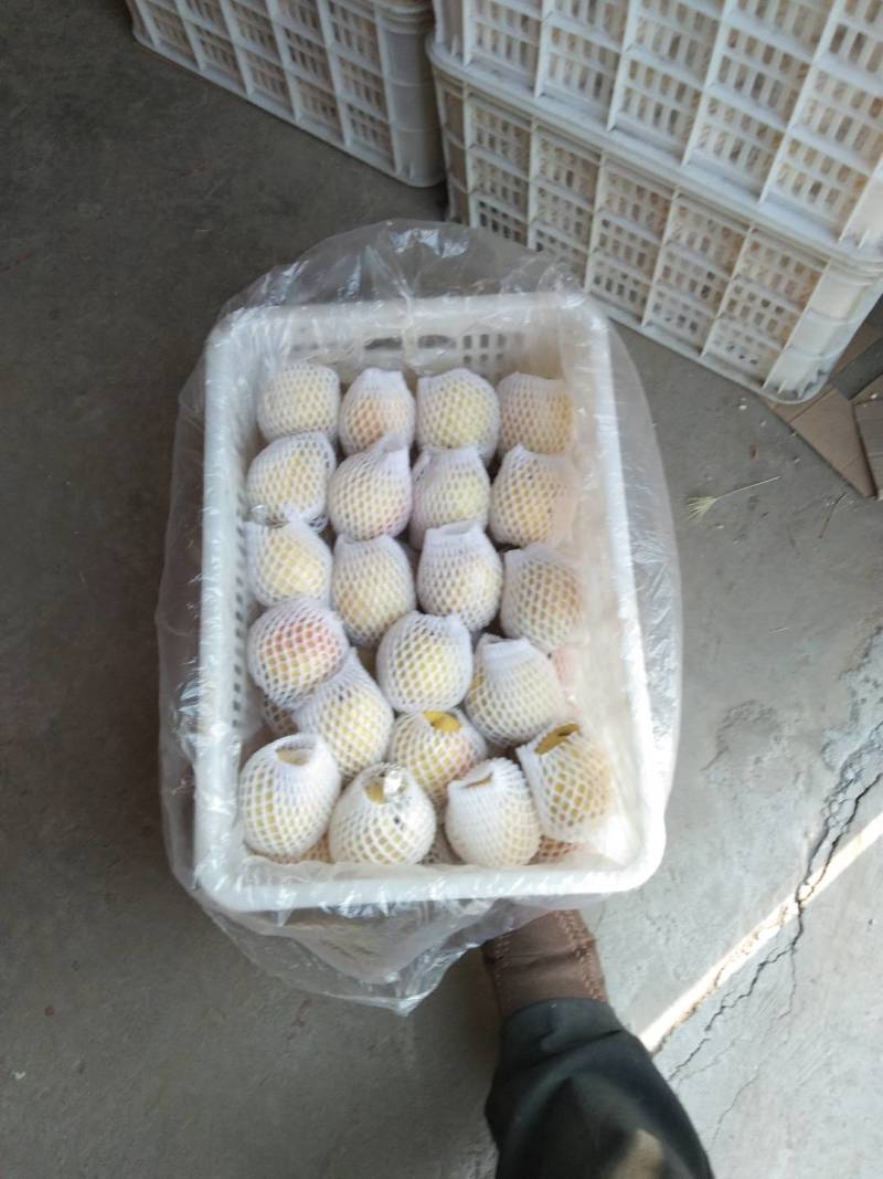 阳信七号梨