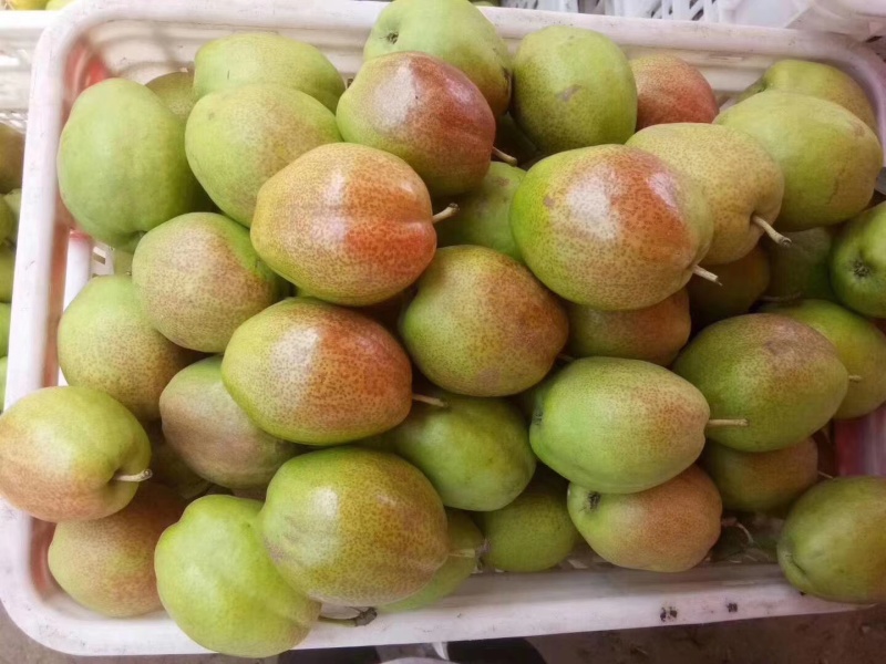 阳信七号梨