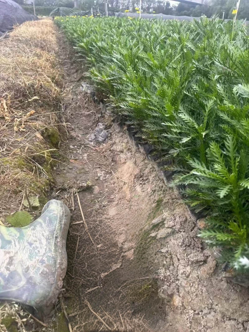 黄金菊大、小杯，基地有量，价格优惠，欢迎来一亩田订购。