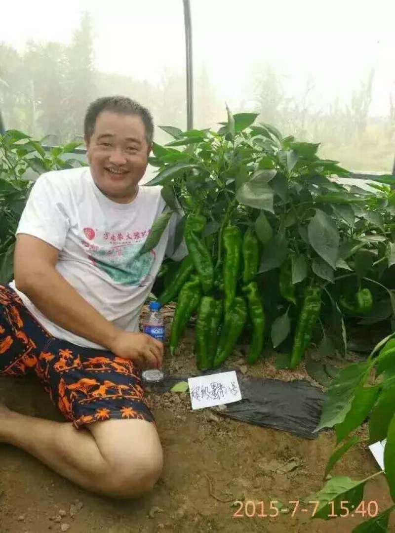 墨秀八号牛角椒大果型大膨果速度快上部果不易变短耐热耐寒