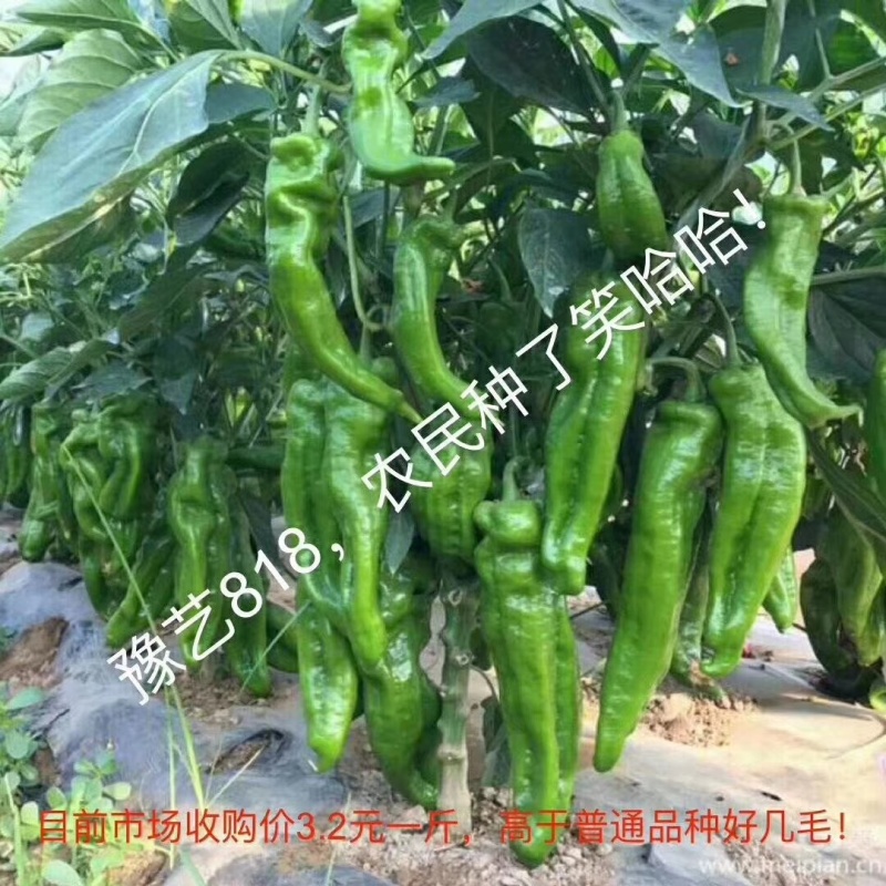 墨秀八号牛角椒大果型大膨果速度快上部果不易变短耐热耐寒