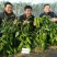 墨秀八号牛角椒大果型大膨果速度快上部果不易变短耐热耐寒