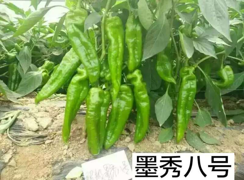 墨秀八号牛角椒大果型大膨果速度快上部果不易变短耐热耐寒