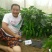 墨秀八号牛角椒大果型大膨果速度快上部果不易变短耐热耐寒