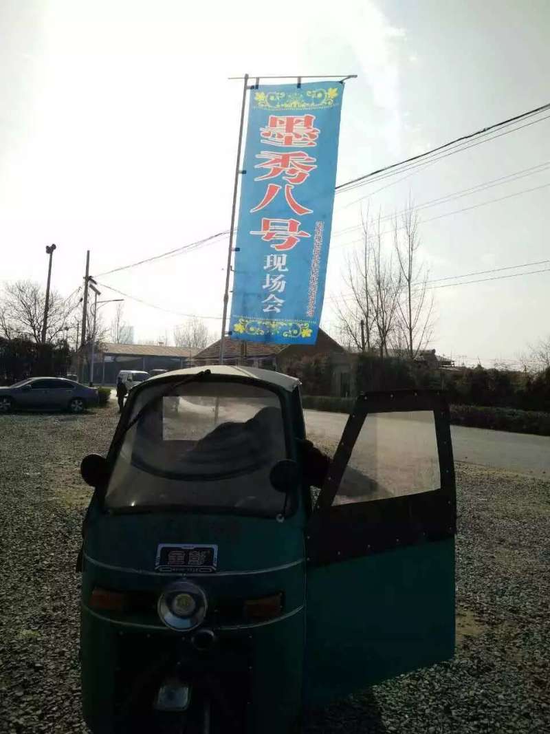 墨秀八号牛角椒大果型大膨果速度快上部果不易变短耐热耐寒