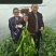 墨秀八号牛角椒大果型大膨果速度快上部果不易变短耐热耐寒