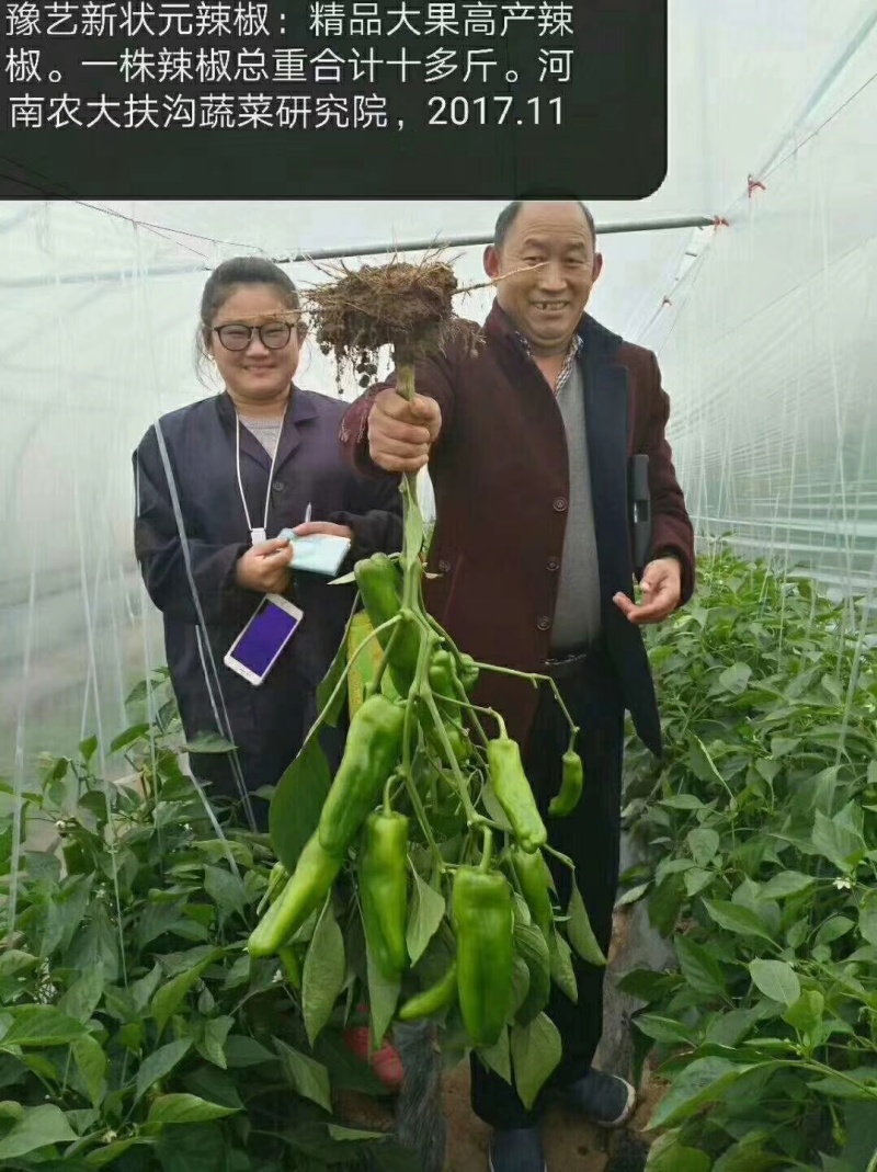 墨秀八号牛角椒大果型大膨果速度快上部果不易变短耐热耐寒