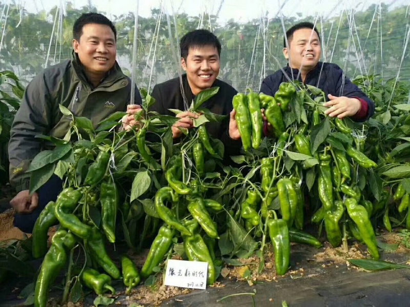 墨秀八号牛角椒大果型大膨果速度快上部果不易变短耐热耐寒
