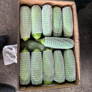 精品绿皮西葫芦基地一手货源全国发货可视频看货