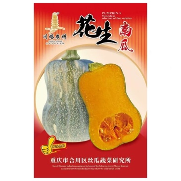 花生南瓜种子中早熟果面橙黄色肉厚粉糯香甜口感好