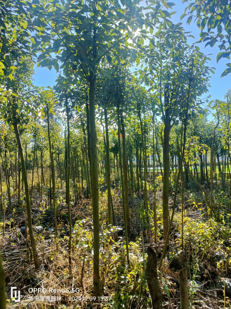 处理的米径2一4公分杯苗香樟树