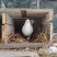 自家散养鸽子