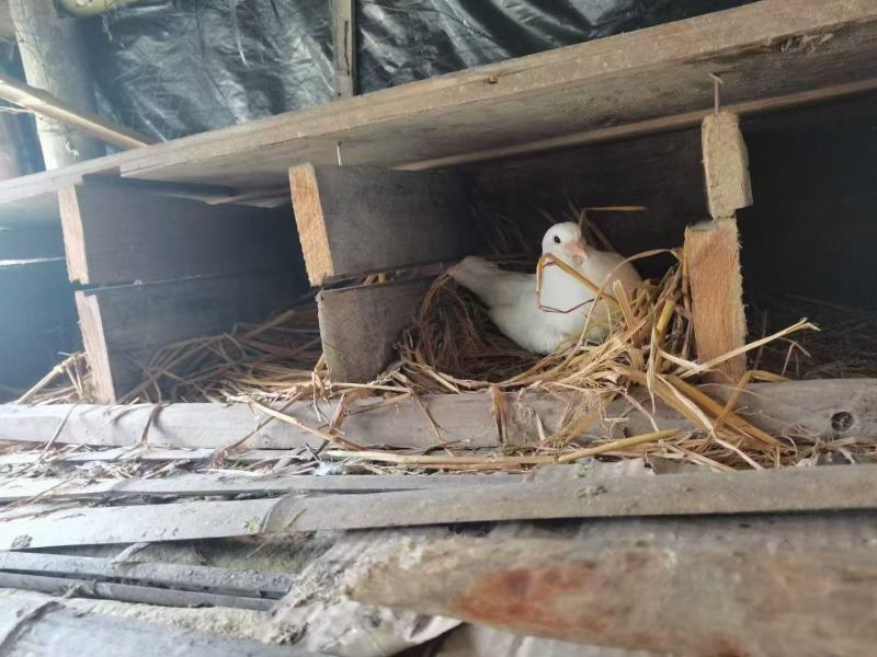 自家散养鸽子