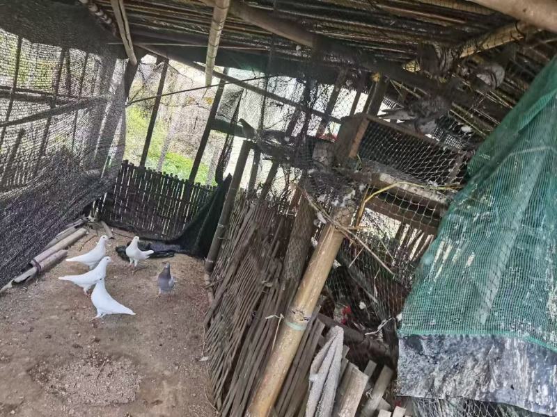 自家散养鸽子