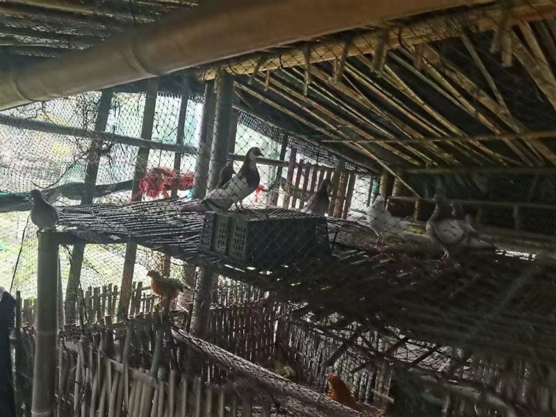 自家散养鸽子