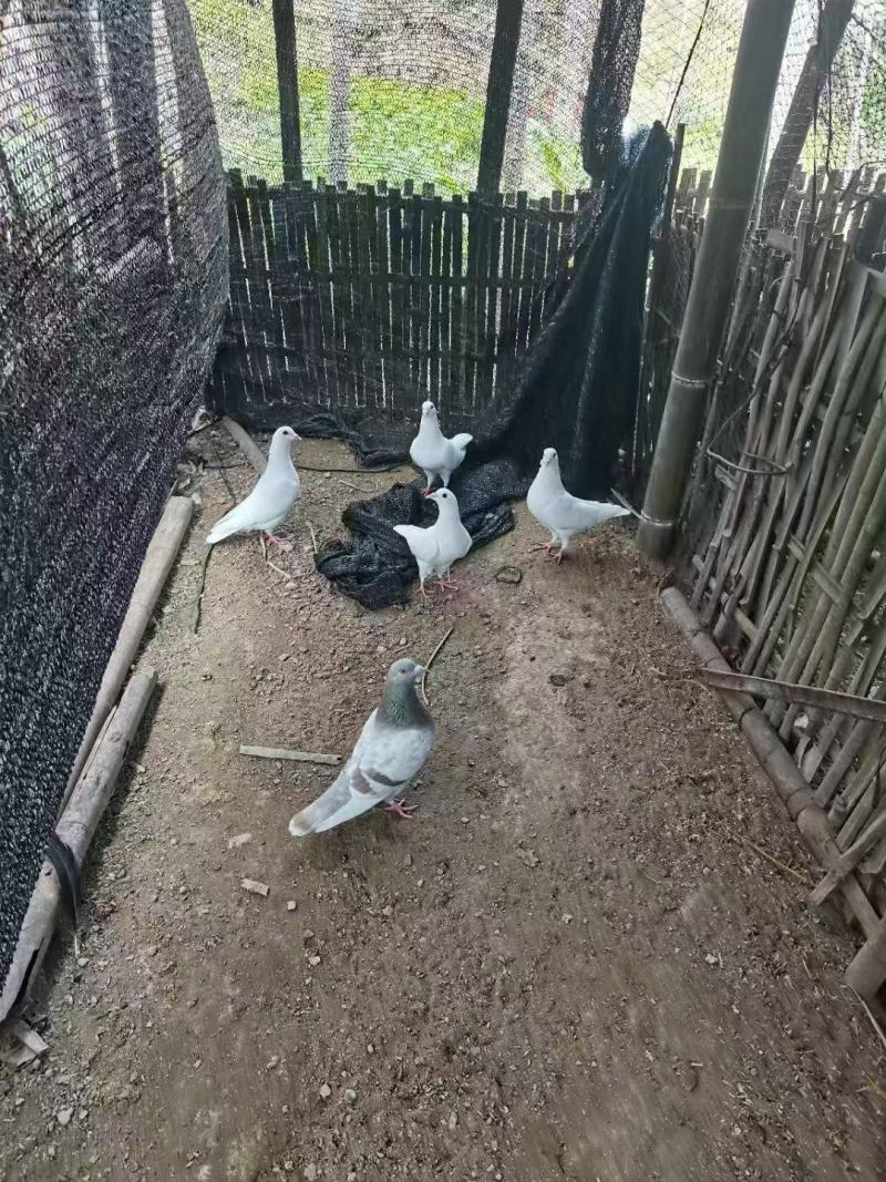自家散养鸽子