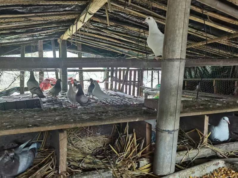 自家散养鸽子