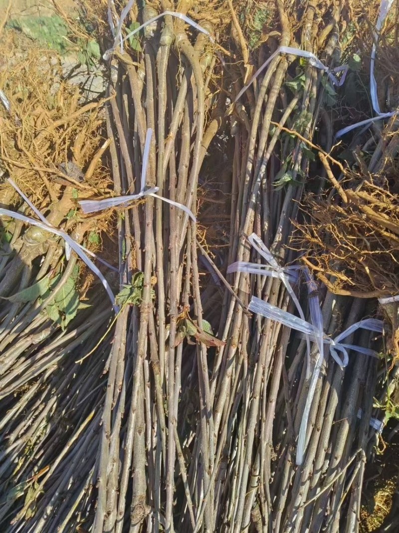 车厘子苗大樱桃苗樱桃苗
