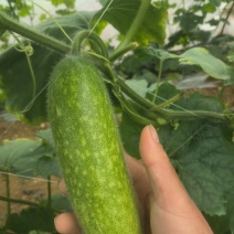 广西南宁毛节瓜！