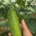 广西南宁毛节瓜！