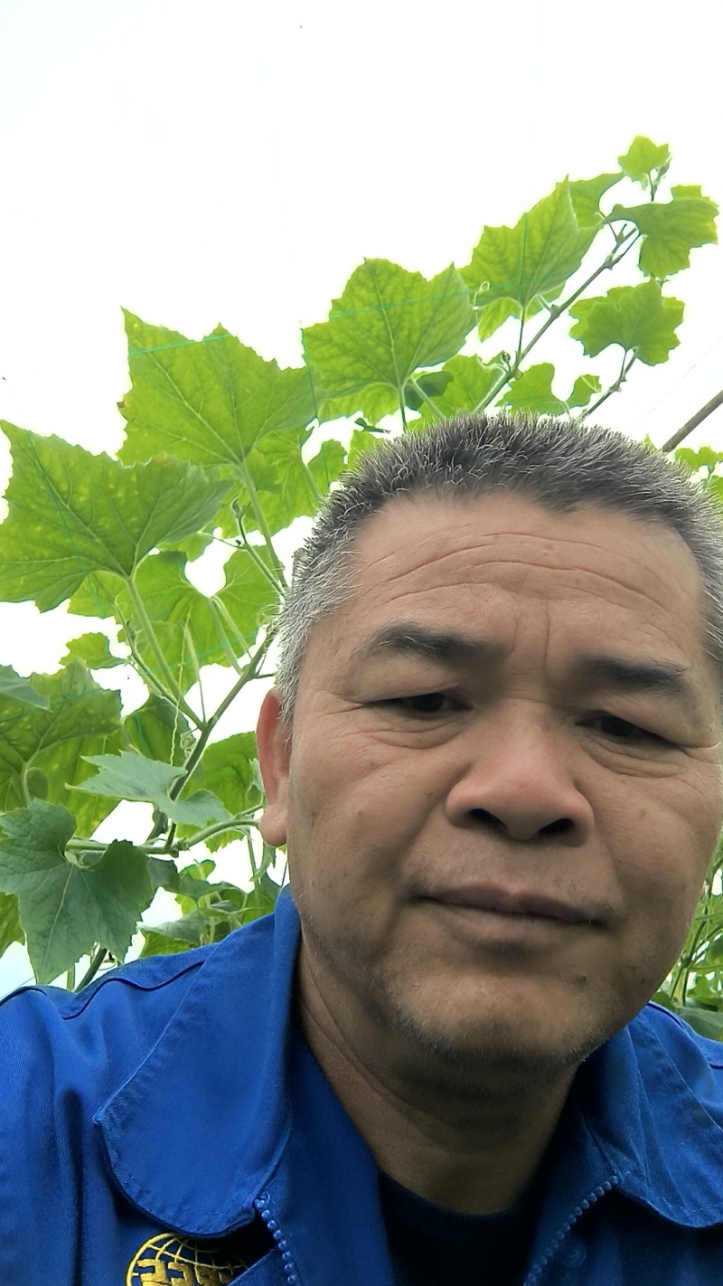 广西南宁毛节瓜！