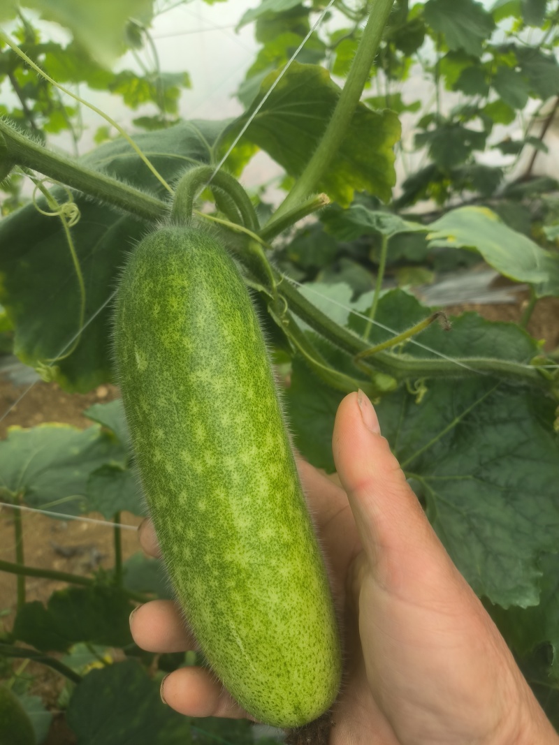 广西南宁毛节瓜！