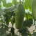 广西南宁毛节瓜！