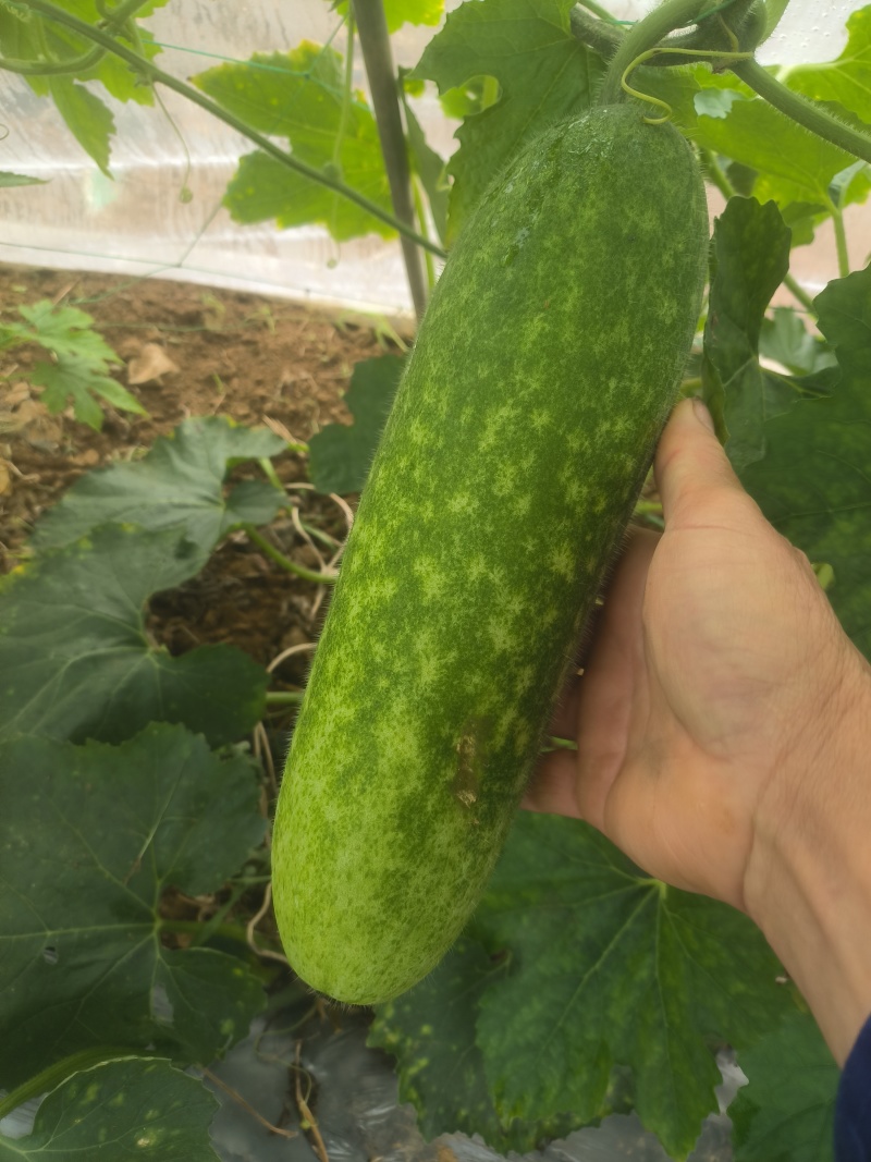 广西南宁毛节瓜！
