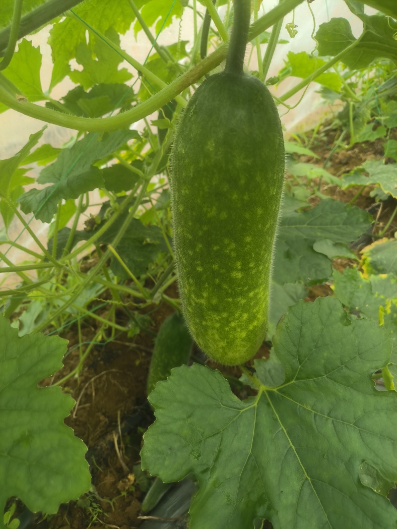 广西南宁毛节瓜！