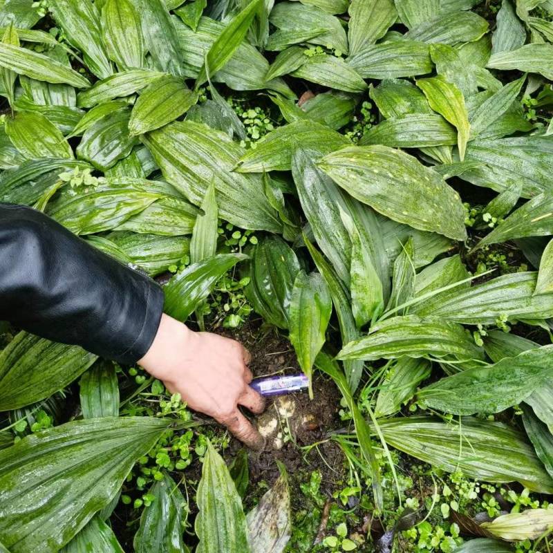毛慈菇种苗，山慈菇种子，冰球子种子种苗，药材种植技术