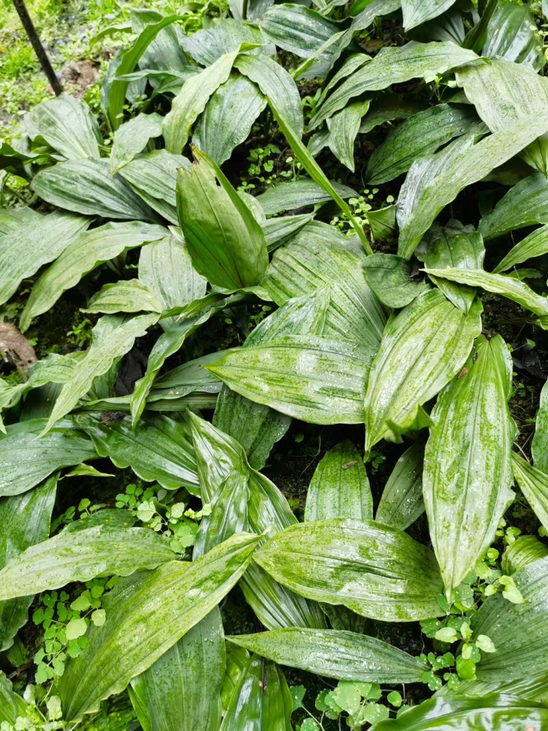 毛慈菇种苗，山慈菇种子，冰球子种子种苗，药材种植技术