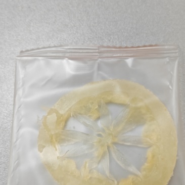 柠檬片磨过皮去过籽可做蜜片也可作烘干片