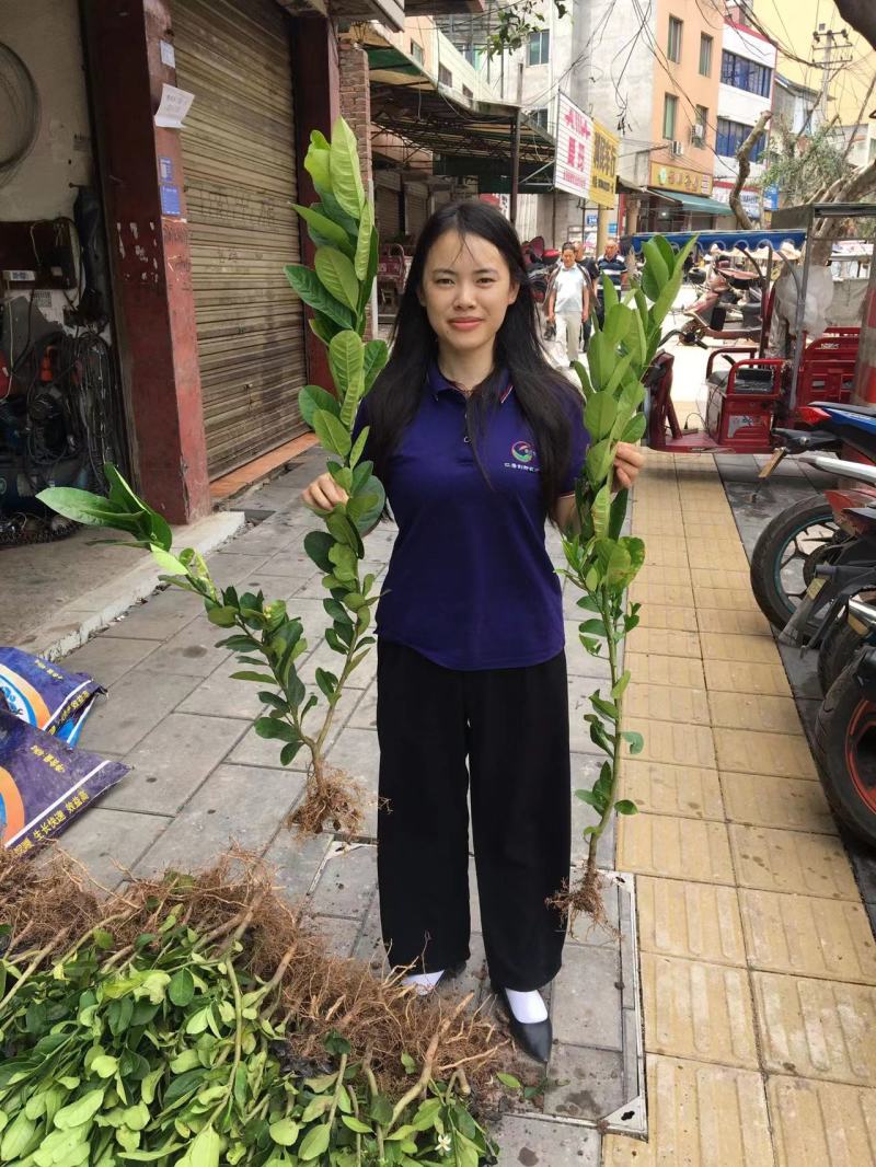 佛手种苗，佛手鲜果收购