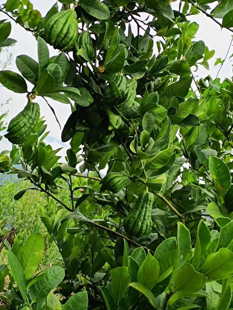佛手种苗，佛手鲜果收购
