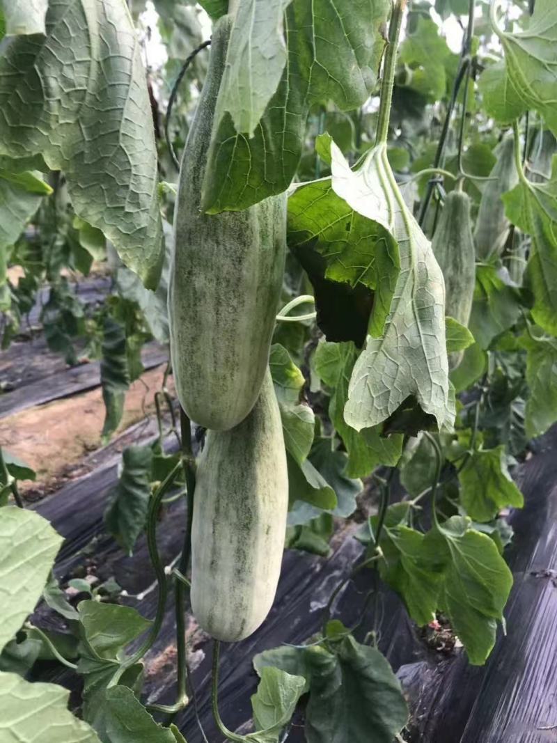 羊角蜜甜瓜蜜园十八甜瓜山东产区大量有货包装小工一条龙服务