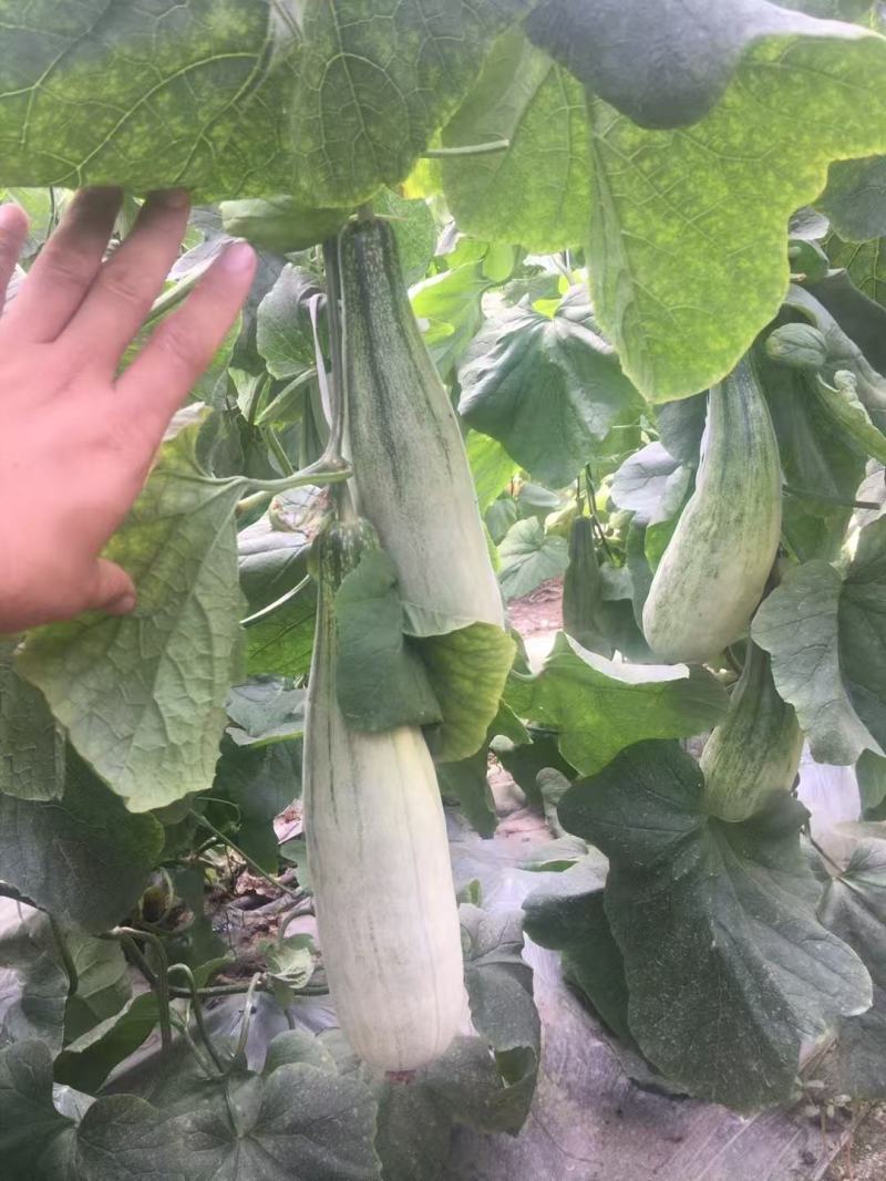 羊角蜜甜瓜蜜园十八甜瓜山东产区大量有货包装小工一条龙服务