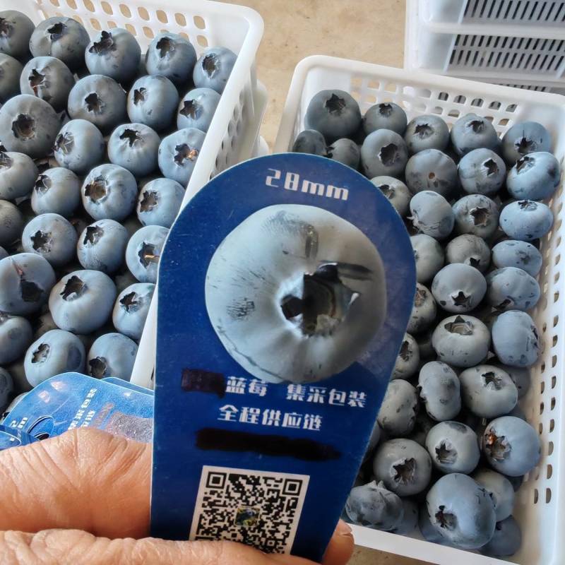 花香蓝莓L25L11优瑞卡云雀f6全国发货