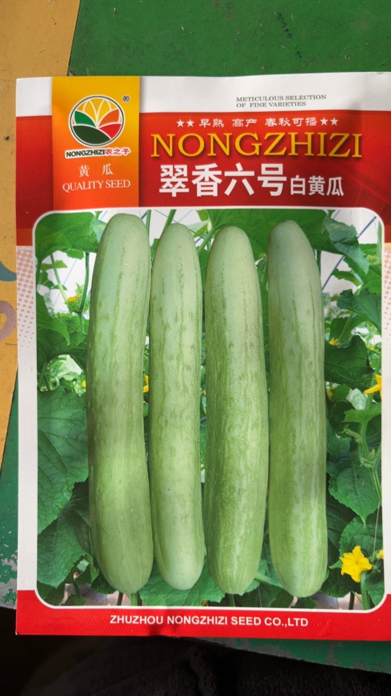 翠香六号白黄瓜早熟高产春秋可播