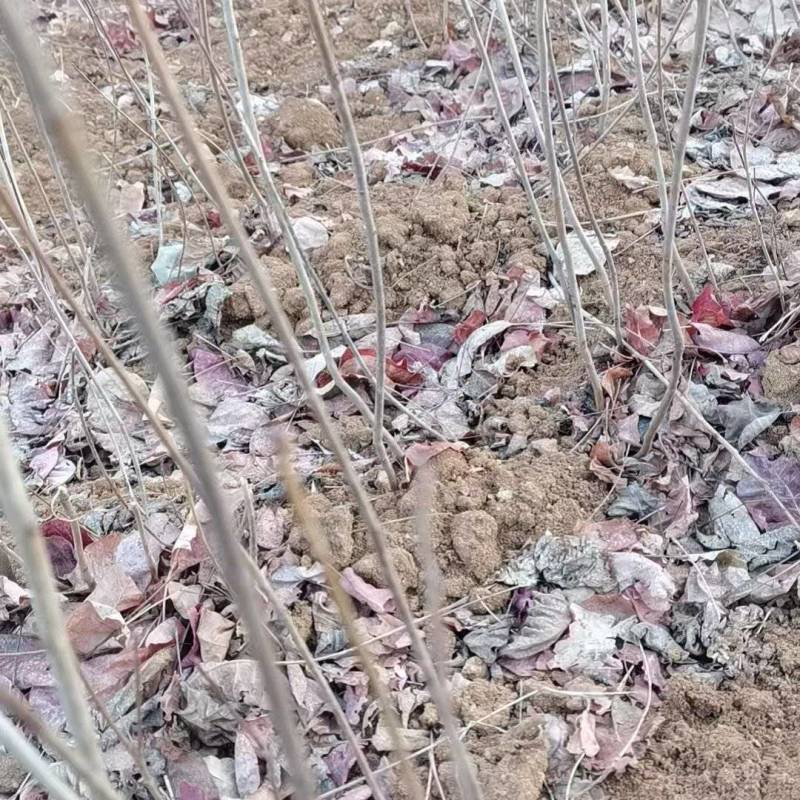 黄栌苗