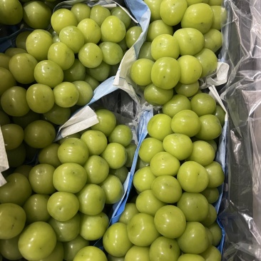 阳光玫瑰葡萄