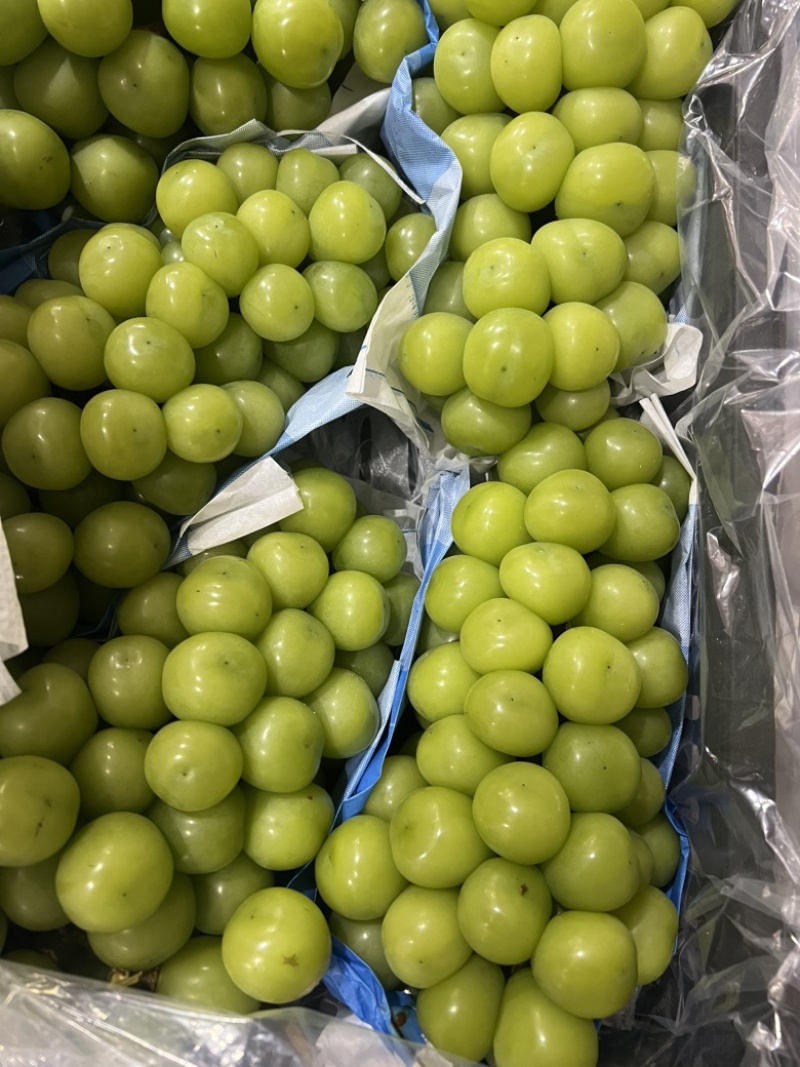 阳光玫瑰葡萄