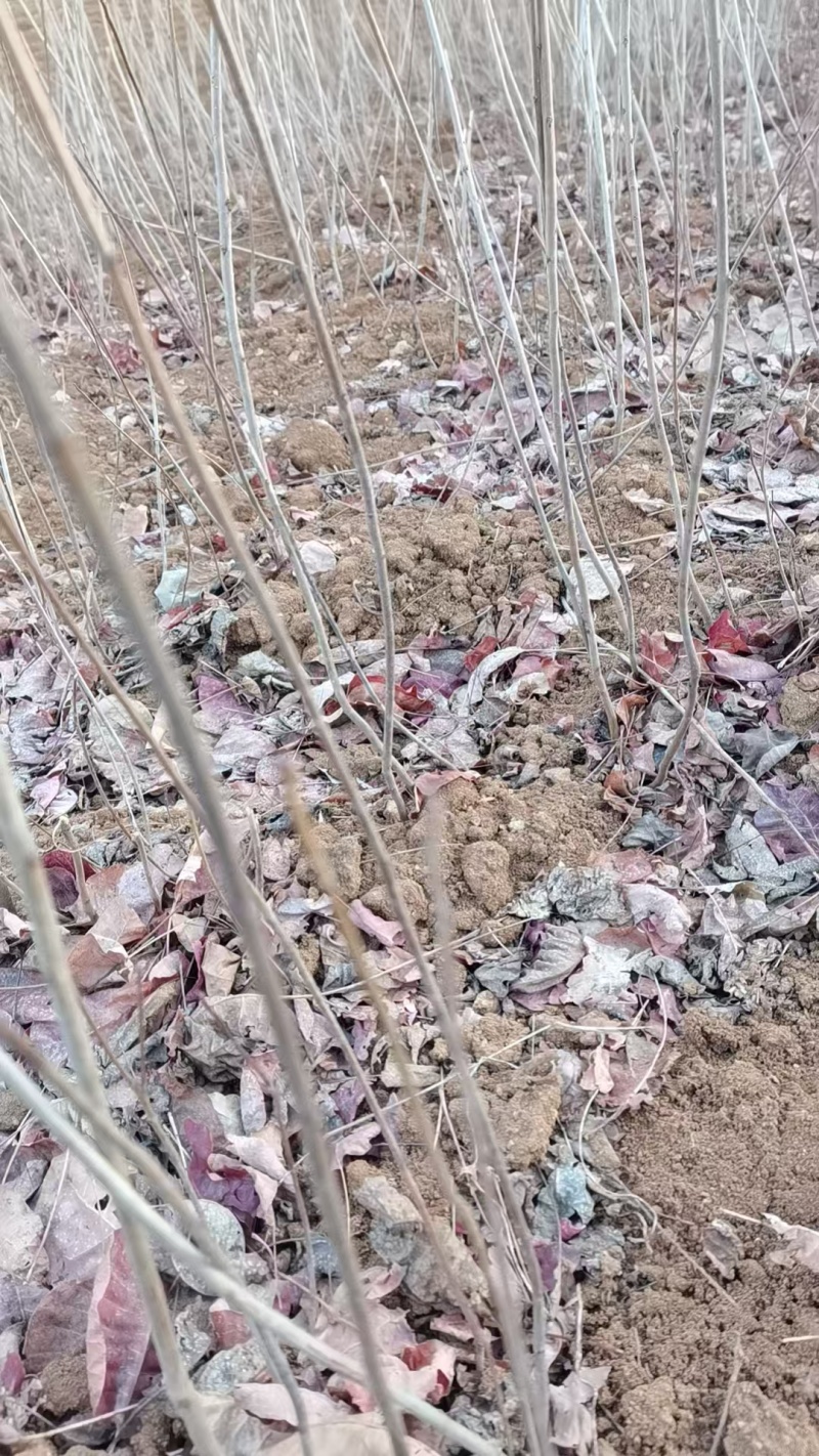 黄栌苗